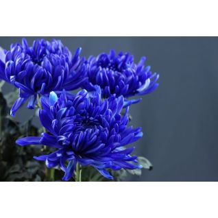 Chrysantemum Antonov Blue