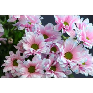 Chrysantemum  Kennedy (Bubblegum)