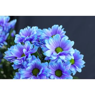 Chrysantemum Kennedy (Blue Lagoon)