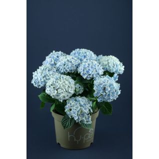 Hydrangea blue p23