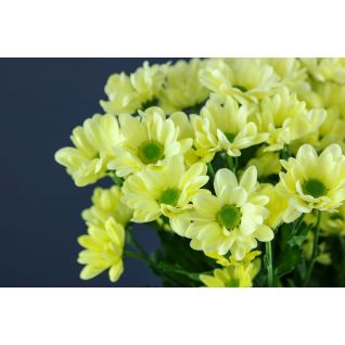 Chrysantemum Chic Cream