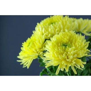 Chrysantemum Magnum Yellow