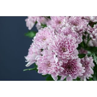 Chrysantemum Maureen