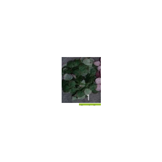 Mākslīgie zaļumi , 248CAN317909_01
