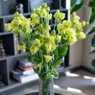 Lisianthus Green (9PCS)