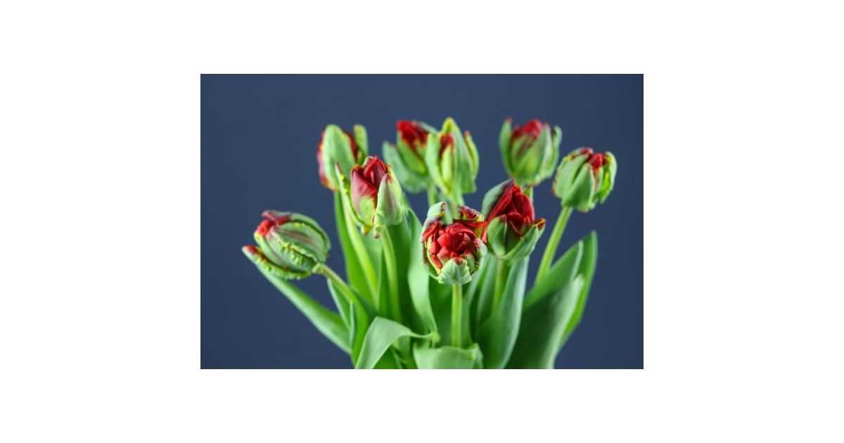 Tulip Rococo Double