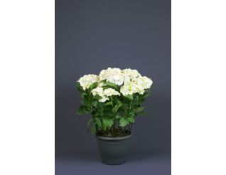 Гортензия  HORTENSIA p15 balta