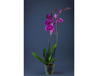 Orhideja PHALAENOPSIS 2 KĀTI palete