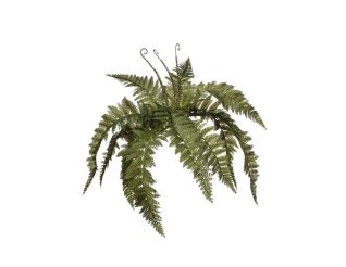 Ferns, 2PHZ1598-093