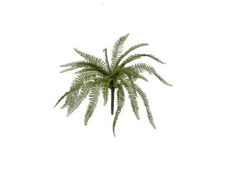 Ferns, 2PBV1157-093