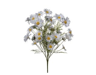 Daisies, 2FHZ2671