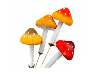 Mushroom on a stick, W22059