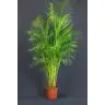 Areka 180cm (Areca)