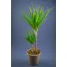 DRACAENA 2pp MARGINATA