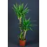 Yucca
