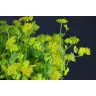 Bupleurum Griffithii