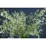 Genista White