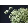 Gypsophilia Millionstar