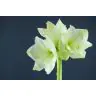 Hippeastrum Mont Blanc