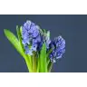Hyacinthus Blue