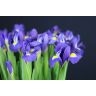 Iris Blue Magic