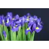 Iris Blue Magic