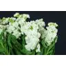 Matthiola White