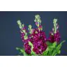 Matthiola Red