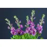 Matthiola Hot Pink