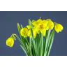 Narcisus Dick Wilden (Double)