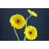 Gerbera Cabana