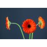 Gerbera Monarch