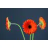Gerbera Monarch