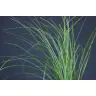 Xerophyllum Tenax (Beargrass)