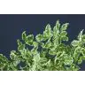 Pittosporum
