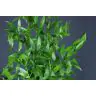 Ruscus