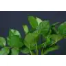 Gaultheria Shallon (Salal tips)