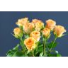 Roses Candid Prophyta