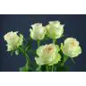 Roses Kiwi