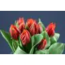 Tulip Hermitage