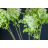 Syringa White (Ceriņi)