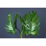Philadendron Xanadu
