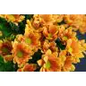 Chrysantemum Grand orange
