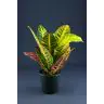 Kodija p13cm (Codiaeum)