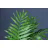 Chamaedorea Elegans (Chico)