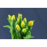 Tulip  Strong Gold