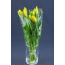 Tulip  Strong Gold