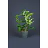 STEPHANOTIS