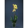 PHALAENOPSIS 2 KĀTI