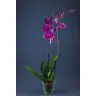 PHALAENOPSIS 2 KĀTI
